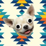 15 Fun Chihuahua Facts You Need to Know