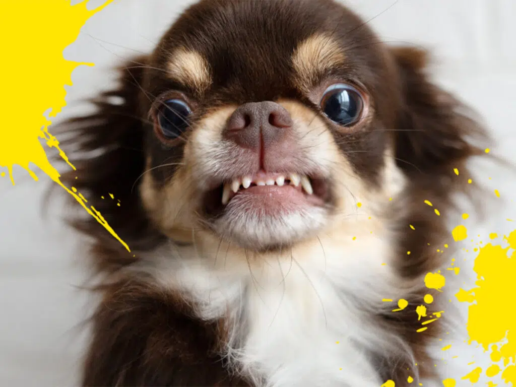 Cool Facts About Chihuahuas - Their Age Span