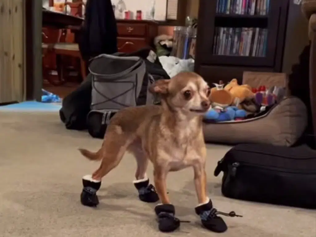 Hilarious Chihuahua's reaction to new boots, shown by the pup looking weirdly