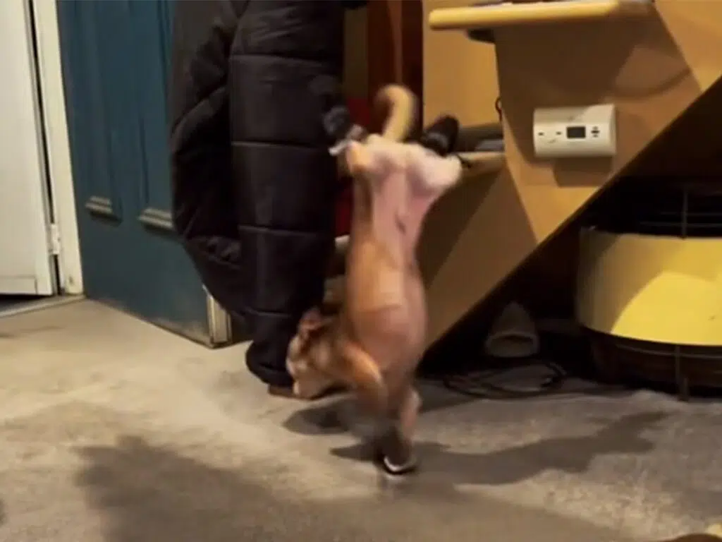 Hilarious Chihuahua's reaction to new boots
