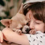 How Do I Know My Chihuahua Loves Me - Chihuacorner.com