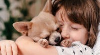 How Do I Know My Chihuahua Loves Me - Chihuacorner.com
