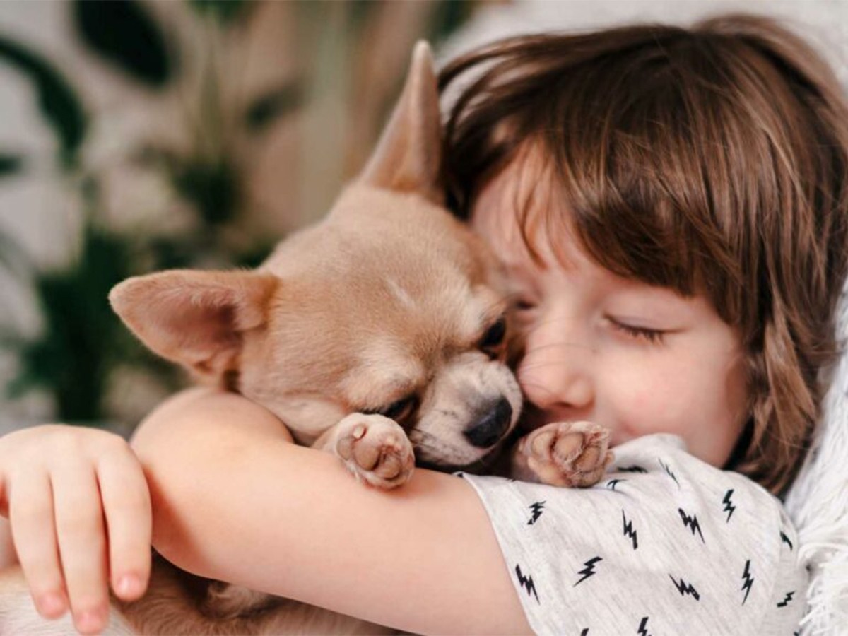 Read more about the article How Do I Know My Chihuahua Loves Me and Is Happy?