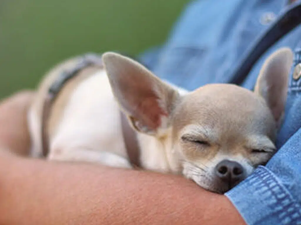 How do I know my Chihuahua loves me? Illustrated by a white Chihuahua resting on his owner's arms