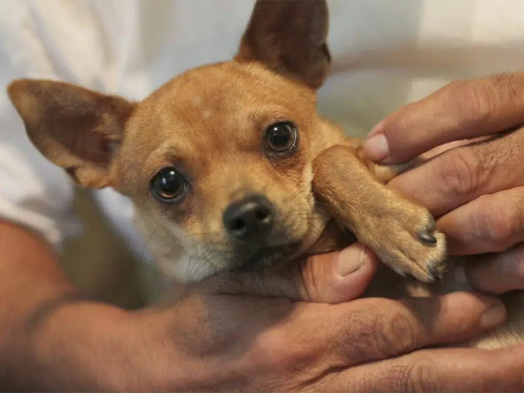 How do I know my Chihuahua loves me? Illustrated by a close-up of a brown Chihuahua