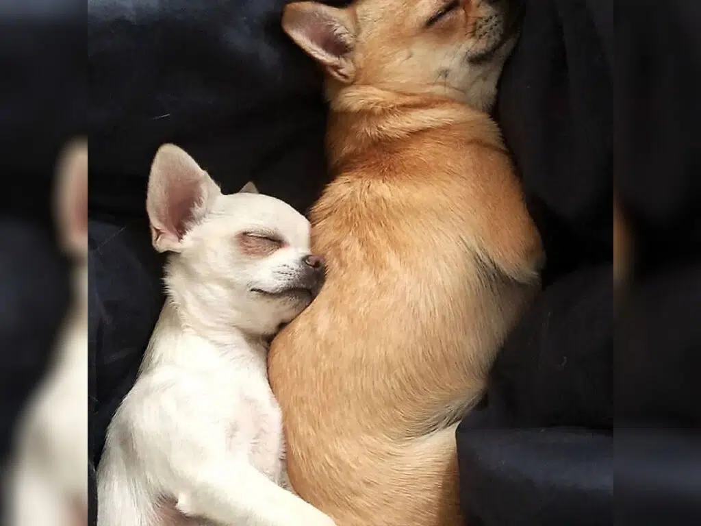 How do I know my Chihuahua loves me? Illustrated by two Chihuahuas cuddling with one another