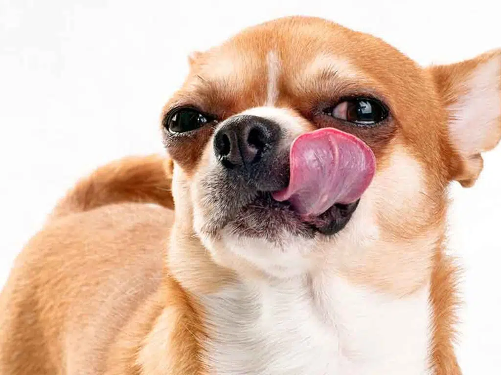 How to make my Chihuahua love me, illustrated by a pup with its tongue out