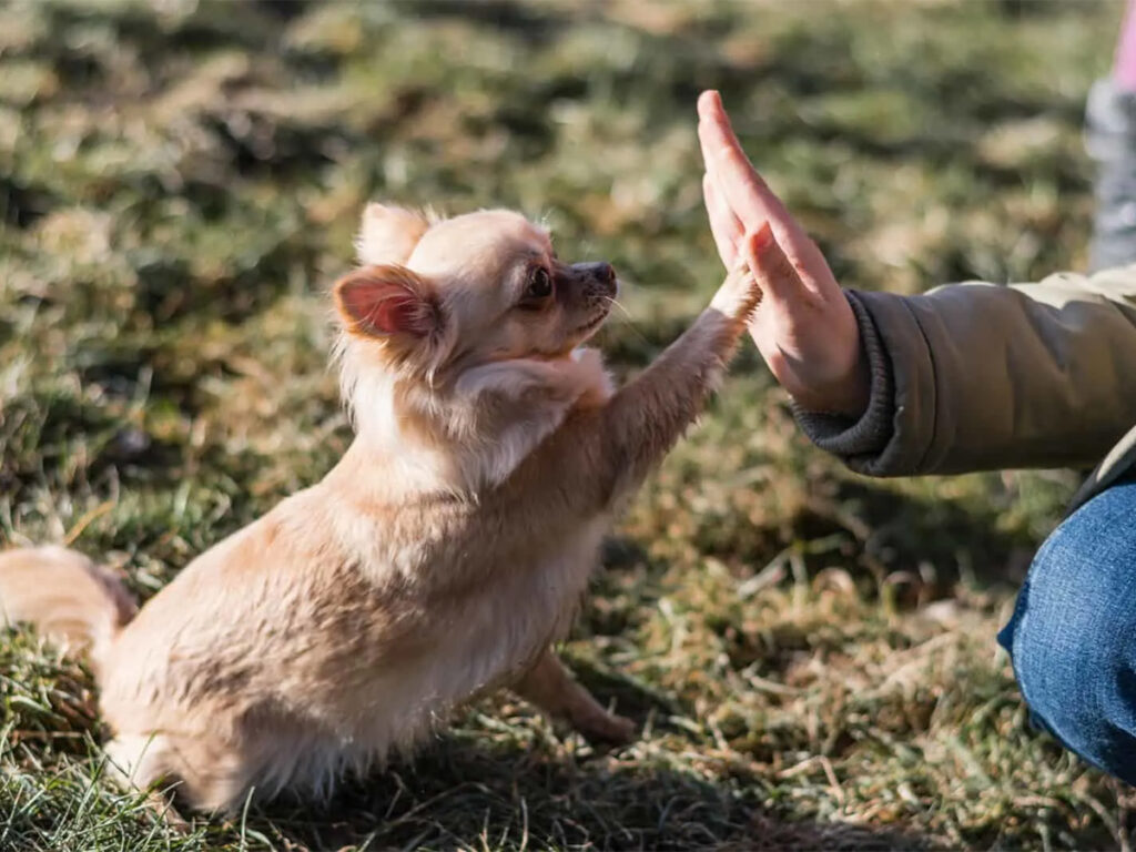 How to make my Chihuahua love me, illustrated by a Chi practicing "paws up"