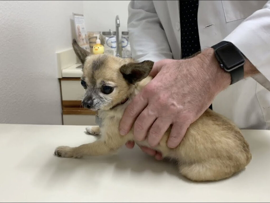 How to make my Chihuahua love me, illustrated by a tiny Chihuahua being held by a veterinarian