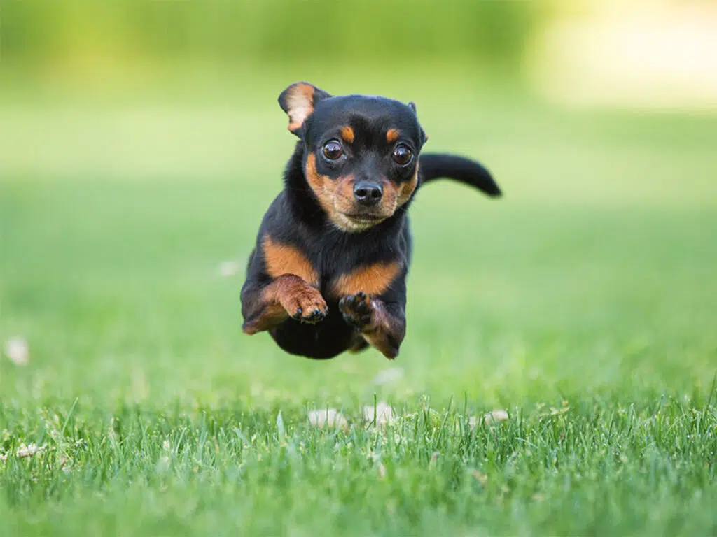 How to make my Chihuahua love me, illustrated by a Chihuahua mix running in a field