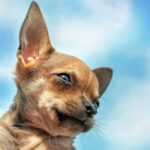 10 Things You Didn’t Know About the Deer Head Chihuahua