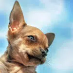 10 Things You Didn't Know About the Deer Head Chihuahua - Chihuacorner.com