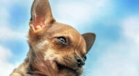 10 Things You Didn't Know About the Deer Head Chihuahua - Chihuacorner.com