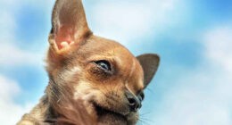 10 Things You Didn't Know About the Deer Head Chihuahua - Chihuacorner.com