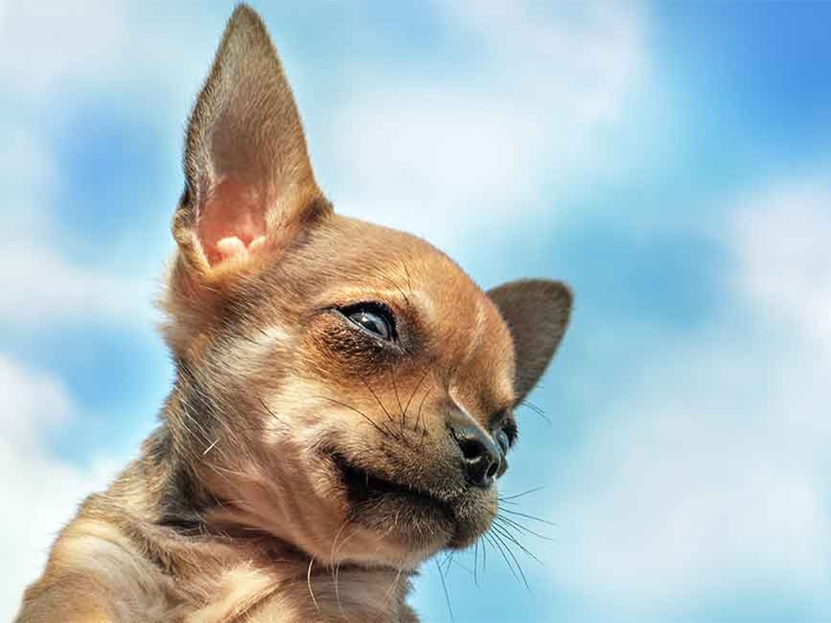 10 Things You Didn’t Know About the Deer Head Chihuahua