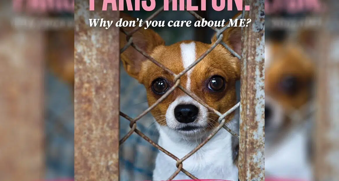 PETA Criticizes Paris Hilton for Problematic Chi Purchase - Chihuacorner.com
