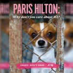 PETA Criticizes Paris Hilton for Problematic Chi Purchase