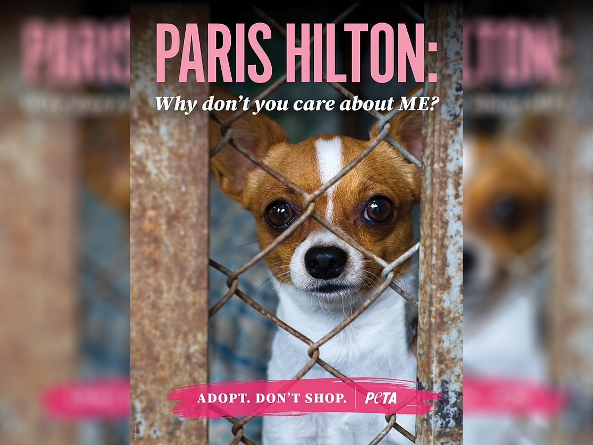 Read more about the article PETA Criticizes Paris Hilton for Problematic Chi Purchase