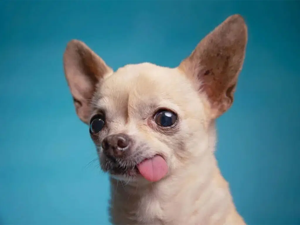 Things Chihuahuas love, illustrated by a white pup with their tongue out