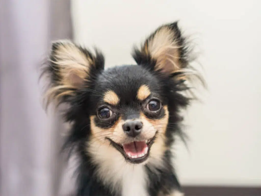 Things Chihuahuas love, illustrated by a spotted Chi laughing