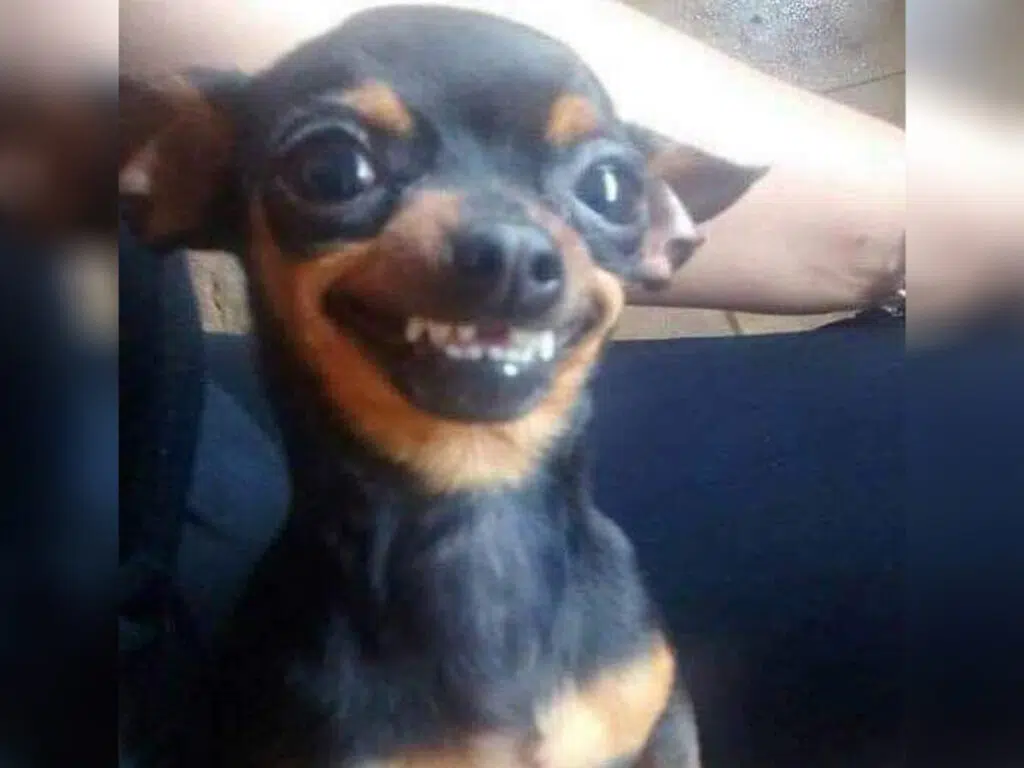 Things Chihuahuas love, illustrated by a brown Chihuahua showing their teeth