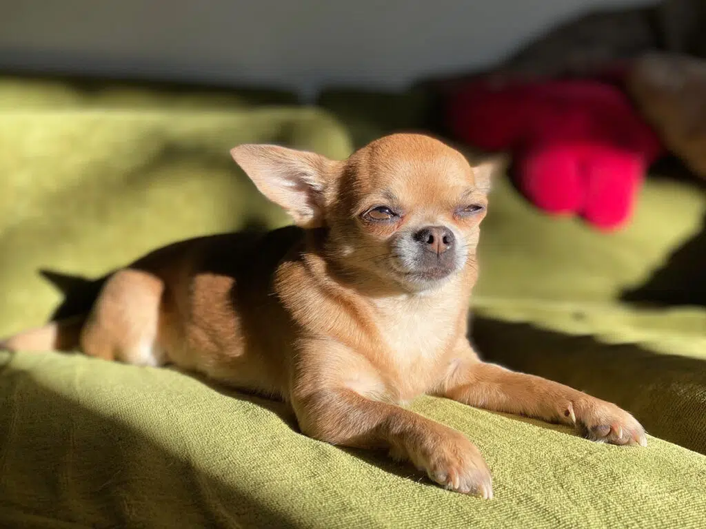 Things Chihuahuas love, illustrated by a beige pup basking in the sunrays