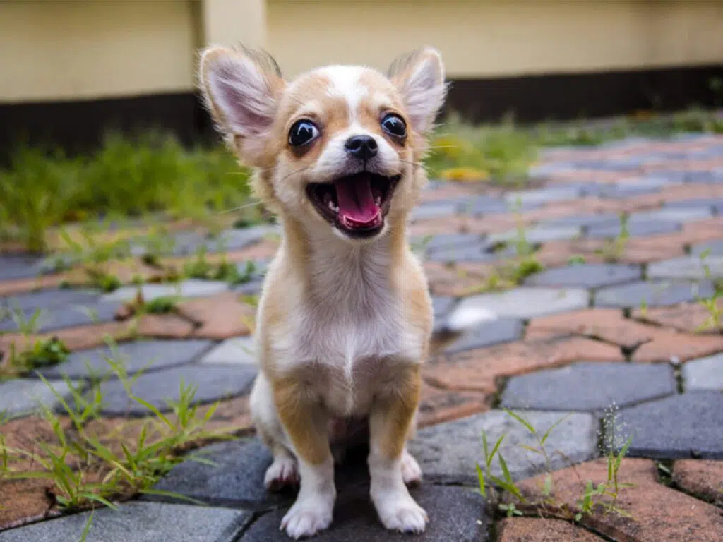 Things Chihuahuas love, illustrated by a light brown dog with an open mouth