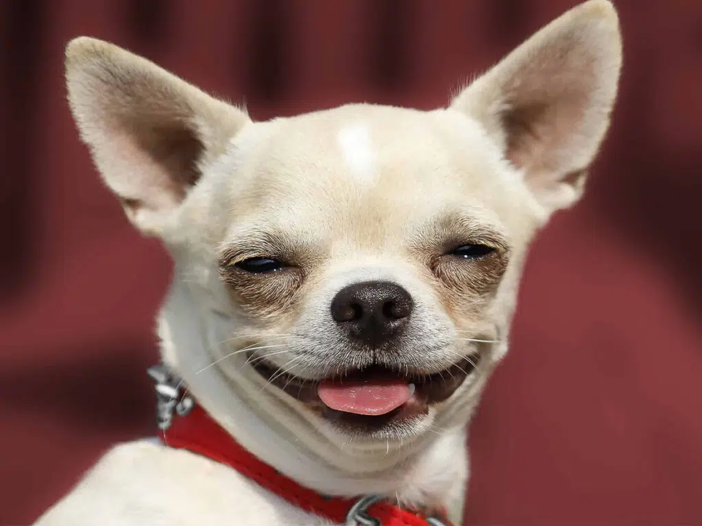 surprising things chihuahuas love and fill them with joy 6