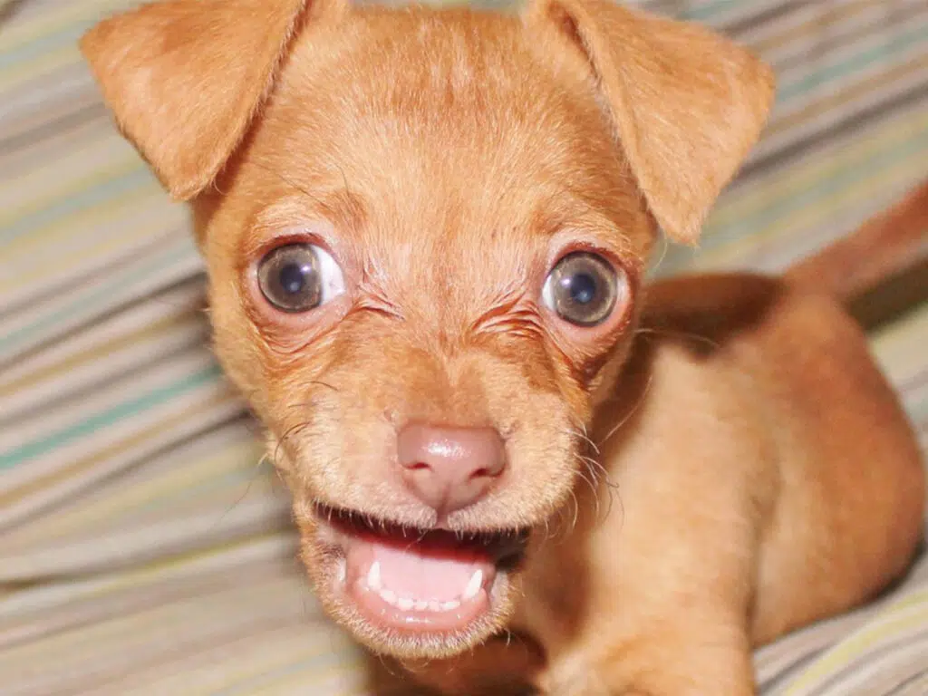 Things Chihuahuas love, illustrated by a close-up shot of a brown Chihuahua