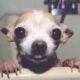 Surprising Things Chihuahuas Love and Fill Them With Joy - Chihuacorner.com