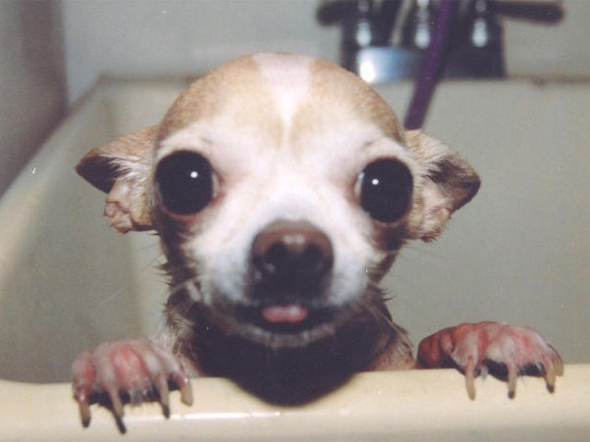 Read more about the article Surprising Things Chihuahuas Love and Fill Them with Joy