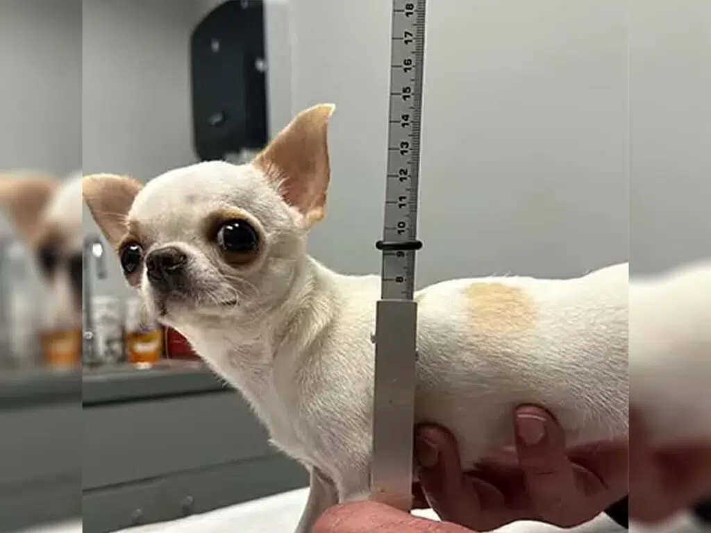 Pearl, the shortest dog in the world, being measured for the Guinness World Records