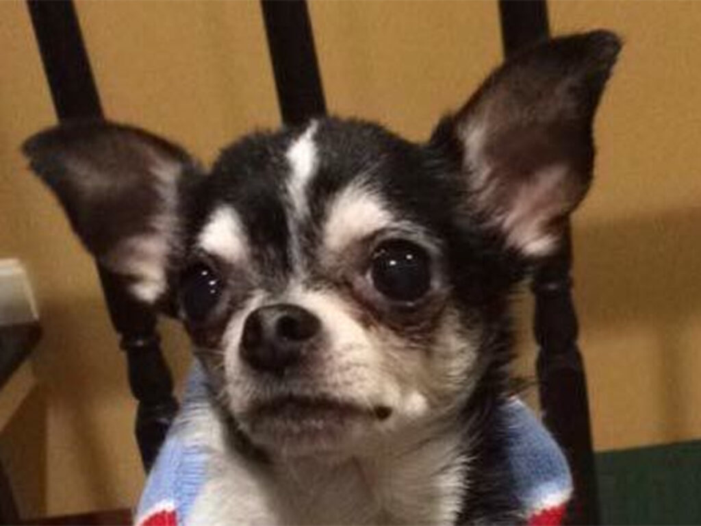 The Rumpelstiltskin Chihuahua after he was adopted by a new owner