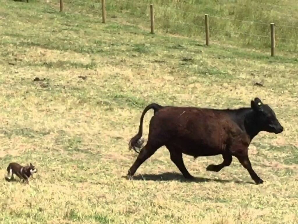 Pomeranian Chihuahua herding cows on an open field with grass