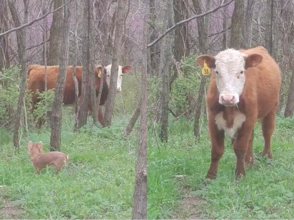 A long-hair Chihuahua herding cows in a forest