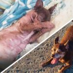 A Sweet Tale of Transformation for a Malnourished Chihuahua