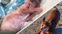 Transformation for a Malnourished Chihuahua - Chihuacorner.com