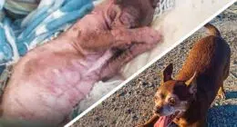 Transformation for a Malnourished Chihuahua - Chihuacorner.com