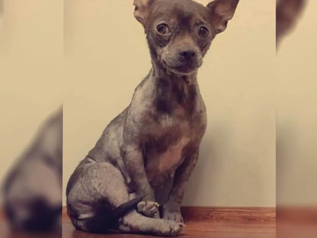The malnourished Chihuahua at the beginning of her recovery