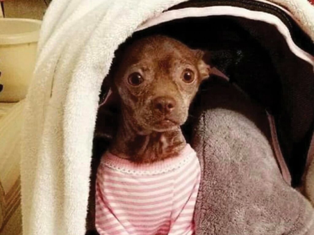 The rescued Chihuahua, wearing a pink shirt