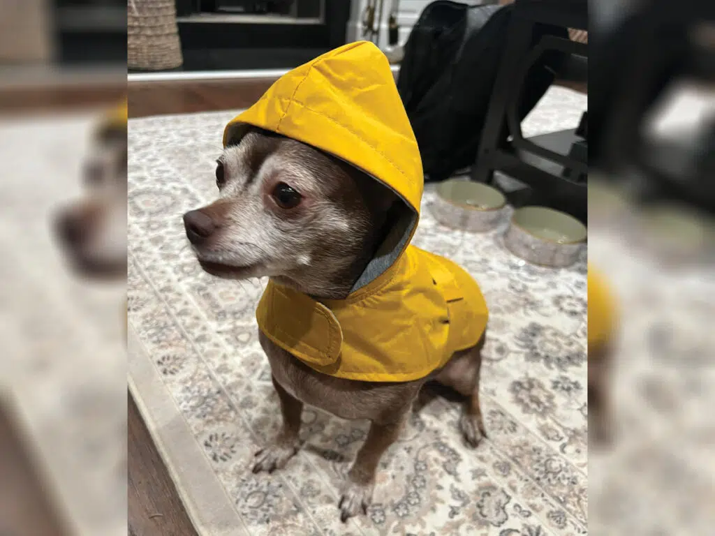 Abby, the now-healed Chihuahua wearing a yellow raincoat
