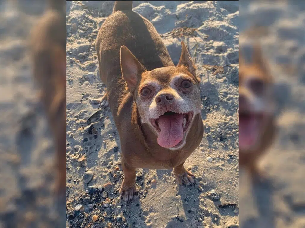 Abby with her tongue out, enjoying a day out on the beach