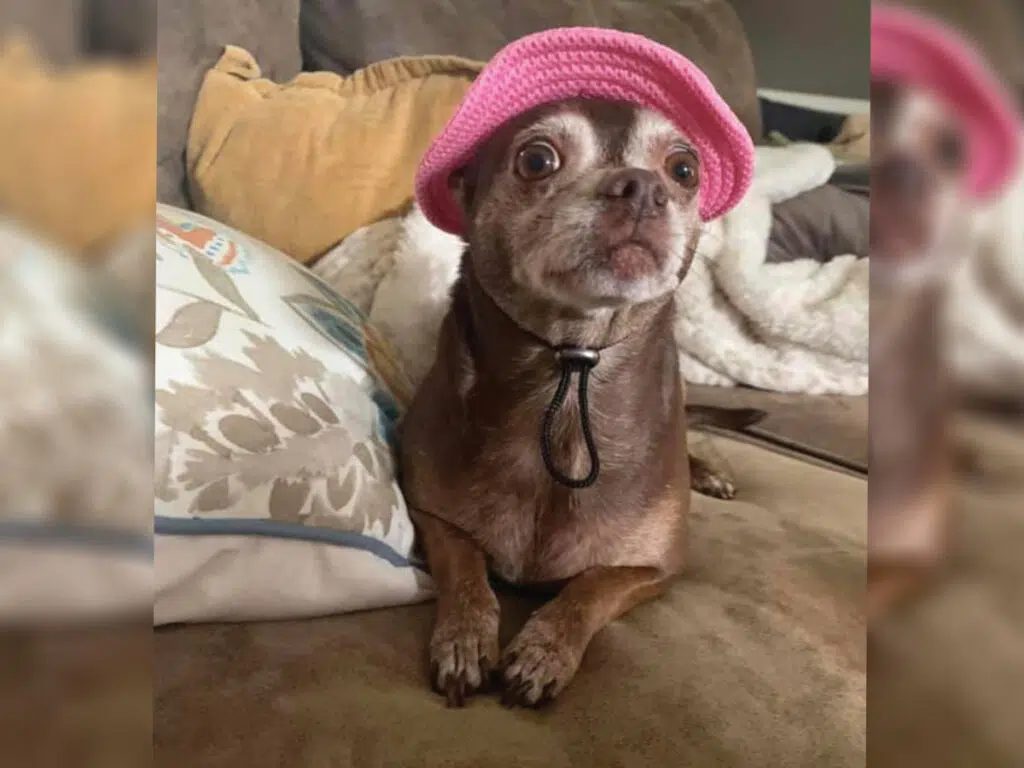 The once-malnourished Chihuahua on her road to recovery