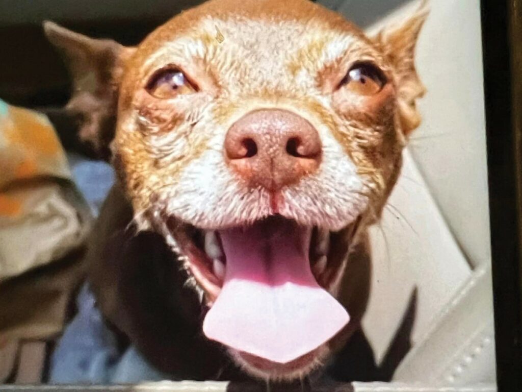 Abby, all smiles - after her successful treatment and recovery