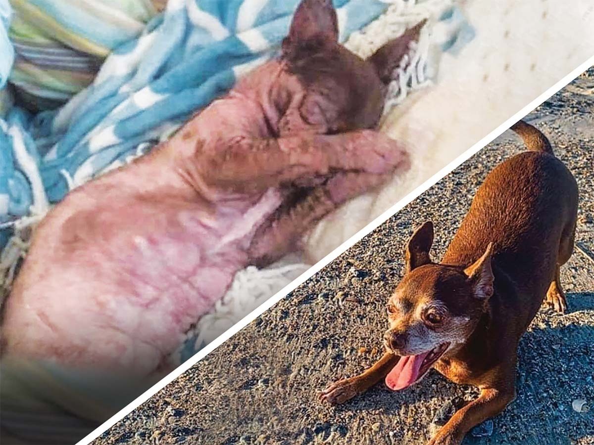 Read more about the article A Sweet Tale of Transformation for a Malnourished Chihuahua