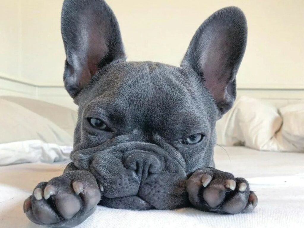 Dog breeds similar to Chihuahuas - the French bulldog