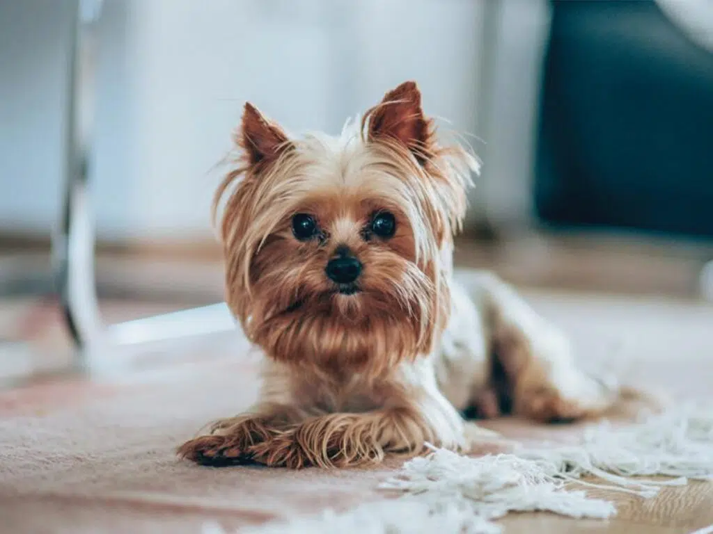 Dog breeds similar to Chihuahuas - the Yorkshire Terrier