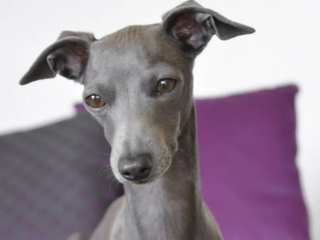 Dog breeds similar to Chihuahuas - the Italian Greyhound