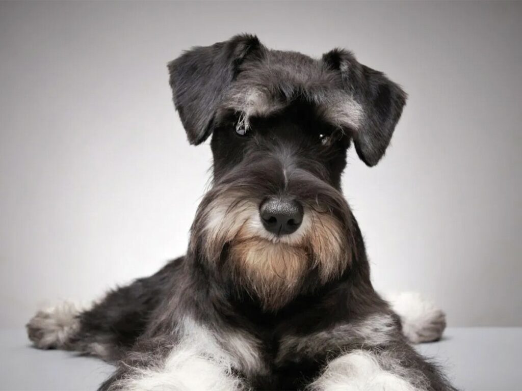 Dog breeds similar to Chihuahuas - the Miniature Schnauzer