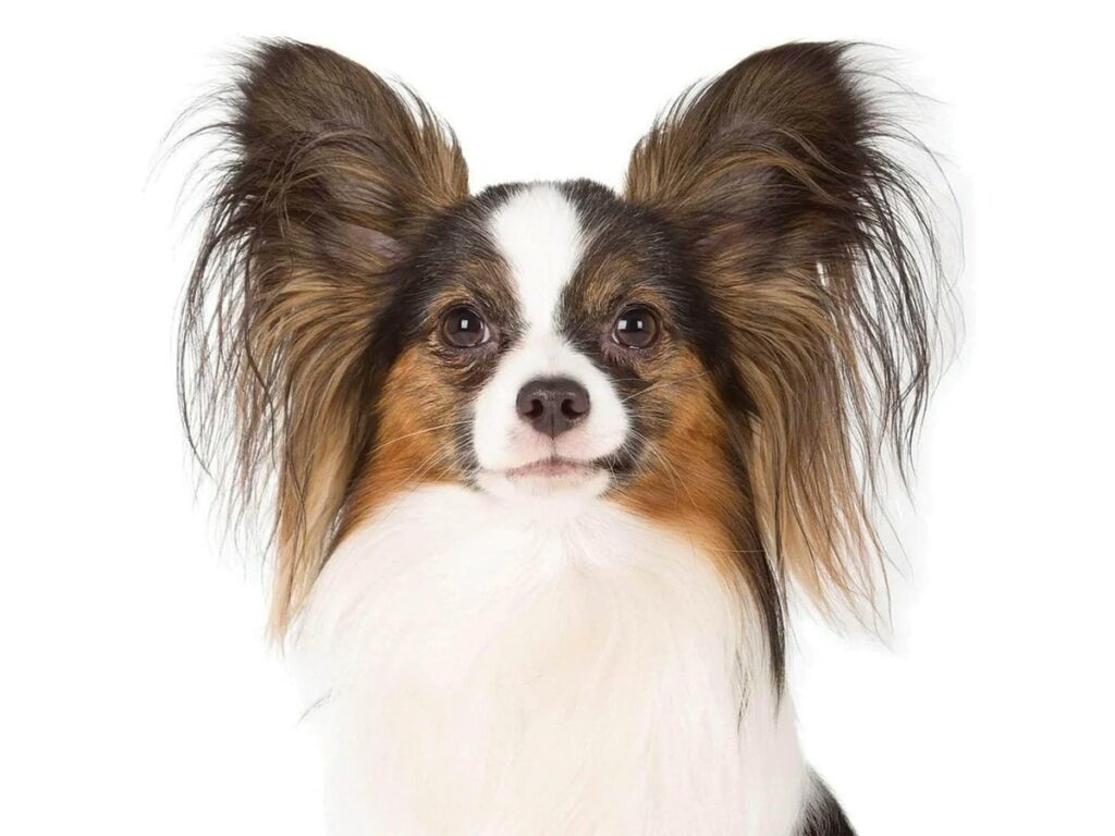 Dog breeds similar to Chihuahuas - the Papillon